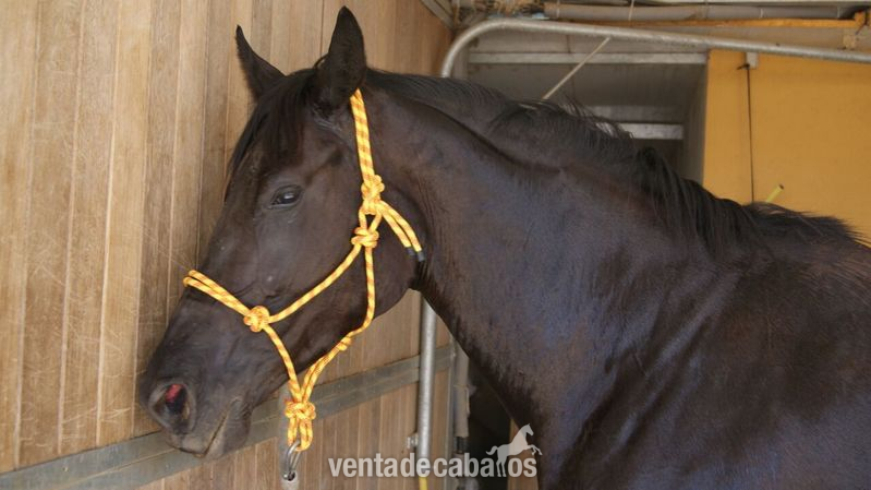 Caballo de Deporte Español (CDE) {TYPE}