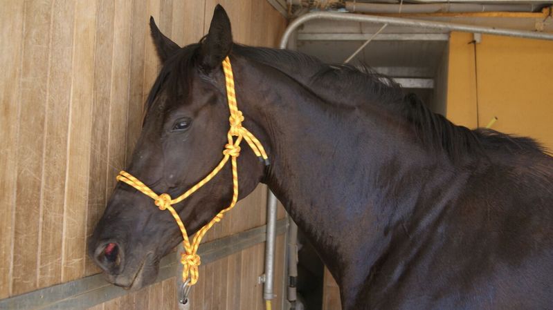 Caballo de Deporte Español (CDE) {TYPE}