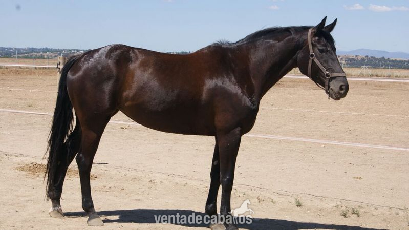 Yeguas Caballo de Deporte Español (CDE) - Yegua CDE negra 