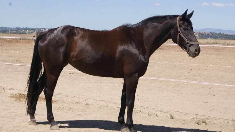 Yeguas Caballo de Deporte Español (CDE) - Yegua CDE negra 