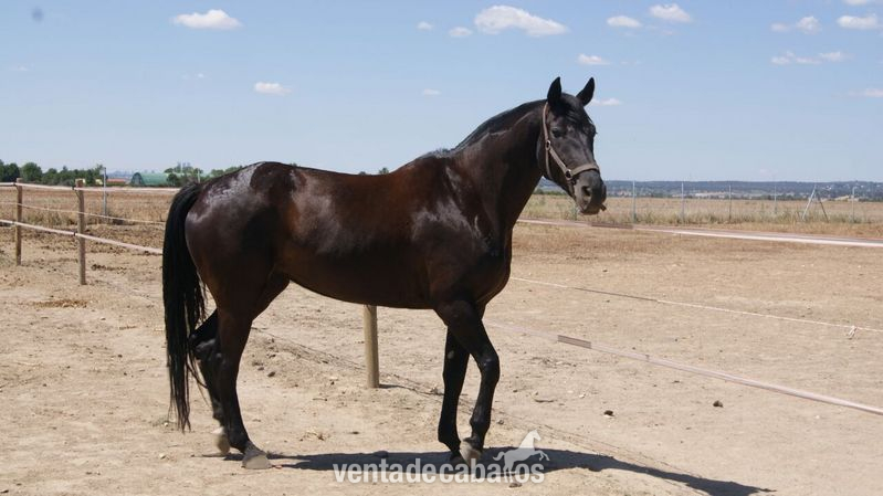 Yegua CDE negra  - Yeguas Caballo de Deporte Español (CDE)