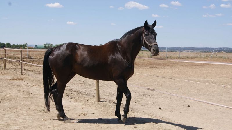 Yegua CDE negra  - Yeguas Caballo de Deporte Español (CDE)