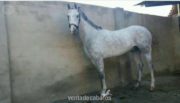 Hispano-Arabe