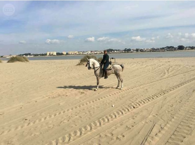 Hispano-Arabe {TYPE}