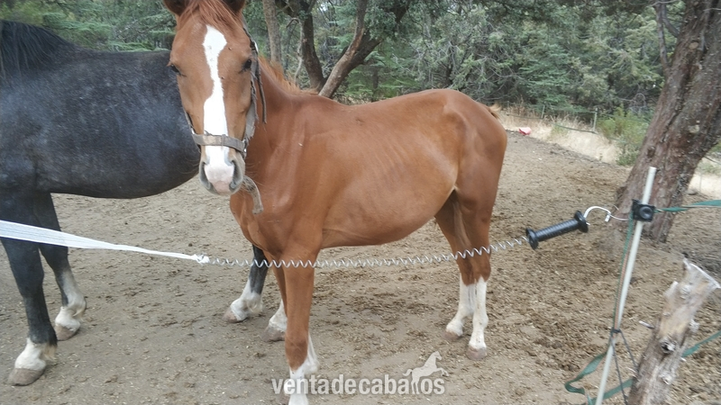 CABALLO CDE 2 AÑOS AZUL DE OLID in 