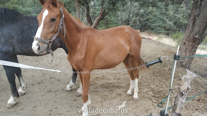 Caballo de Deporte Español (CDE)