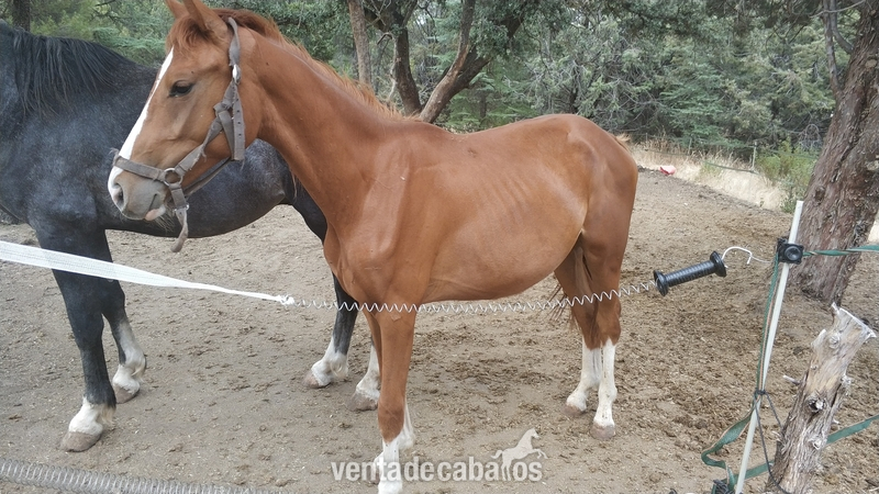 Caballo de Deporte Español (CDE) {TYPE}