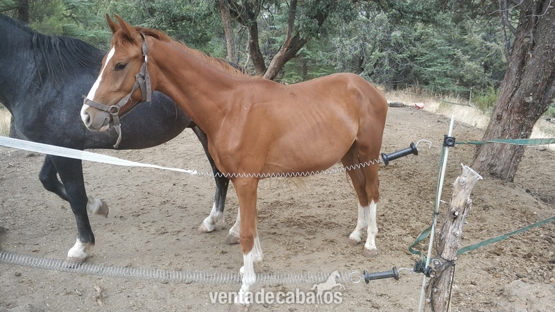 Potros Caballo de Deporte Español (CDE) - CABALLO CDE 2 AÑOS AZUL DE OLID