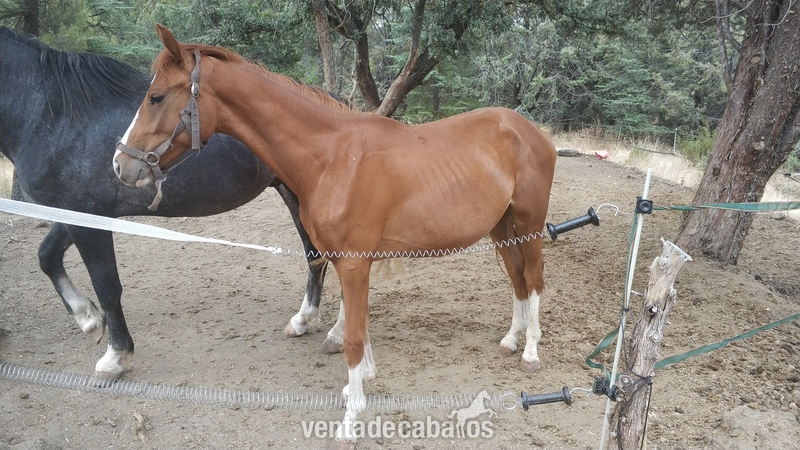 CABALLO CDE 2 AÑOS AZUL DE OLID - Potros Caballo de Deporte Español (CDE)