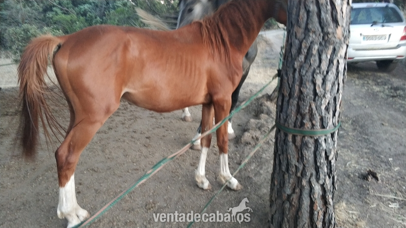 CABALLO CDE 2 AÑOS AZUL DE OLID - Caballo de Deporte Español (CDE)