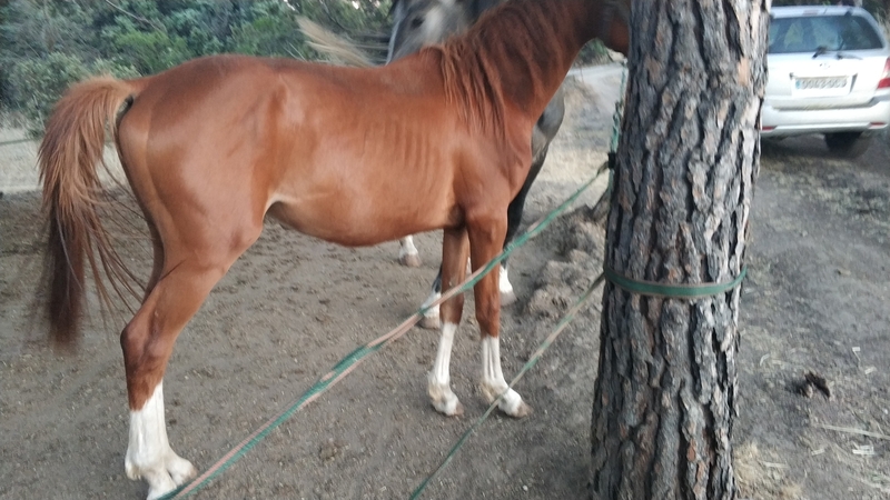 CABALLO CDE 2 AÑOS AZUL DE OLID - Caballo de Deporte Español (CDE)