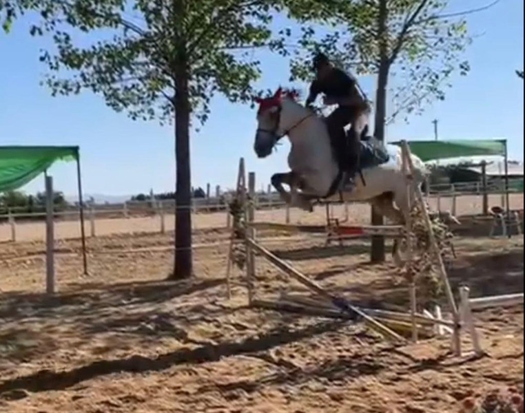 Poni D 6 años de edad, saltando bastante bien ideal para competición  in 