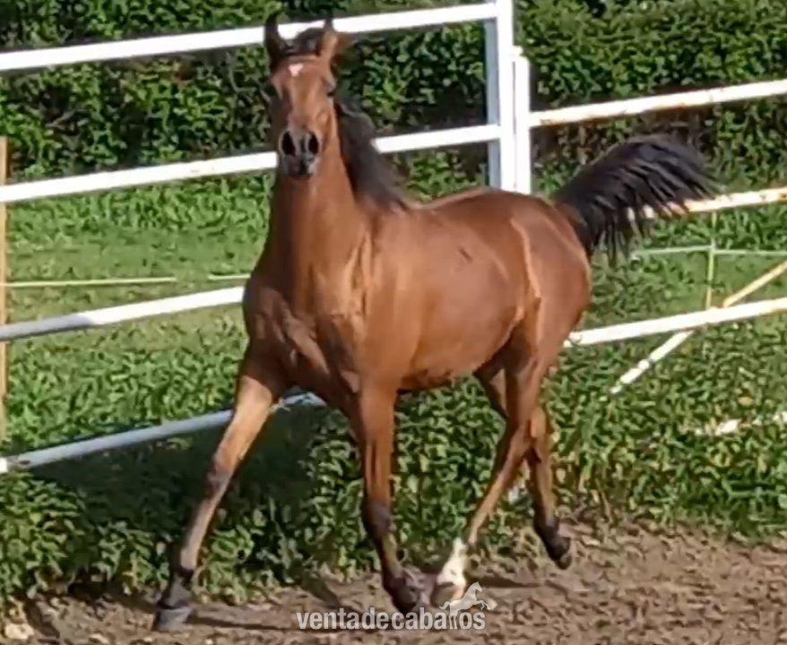 Caballos Árabes Pura Sangre Anglo Arabe - Potra arabe a la venta