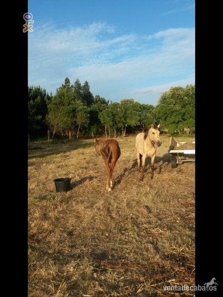 vendo potro cruz lusitano baio in 