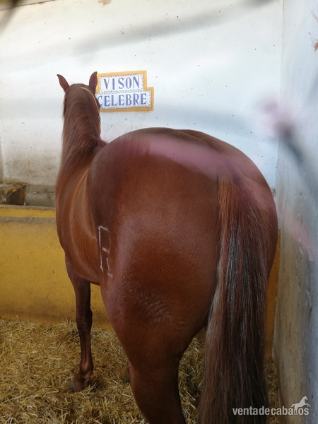 Venta de caballos  in 