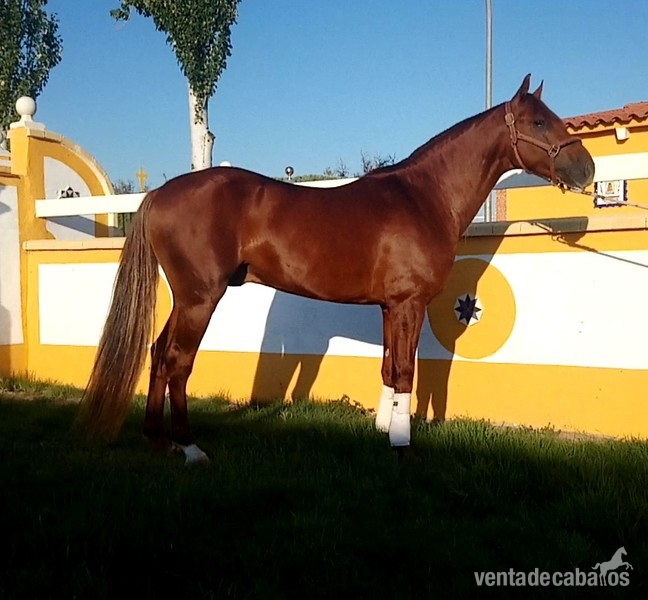 Caballos Enteros Bueno - Venta de caballos 