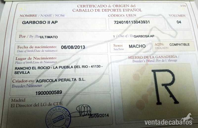 Venta de caballos  - Caballos Enteros Bueno