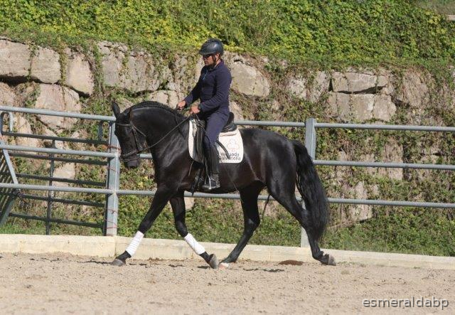 P.R.E. POTRO 4 AÑOS NEGRO  in 