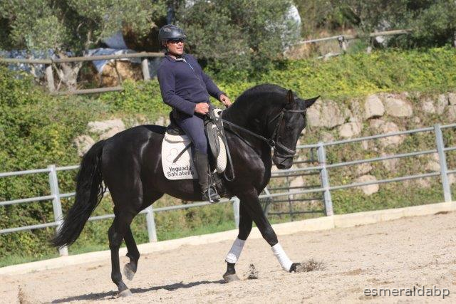 P.R.E. POTRO 4 AÑOS NEGRO  - Caballos Pura Raza Española (P.R.E.) Pura Raza Española