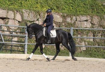 P.R.E. POTRO 4 AÑOS NEGRO 