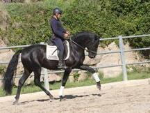 P.R.E. POTRO 4 AÑOS NEGRO