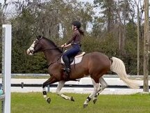 Excelente caballo castrado Holstein