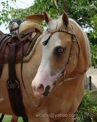 Busco caballo para particular. in 