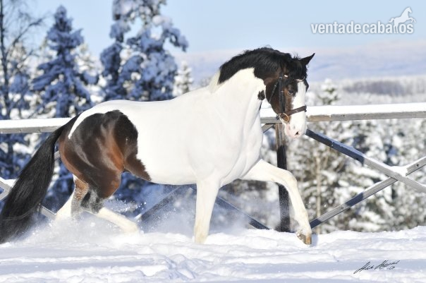 Yeguas Other Breeds - Vendo yegua Barockpinto