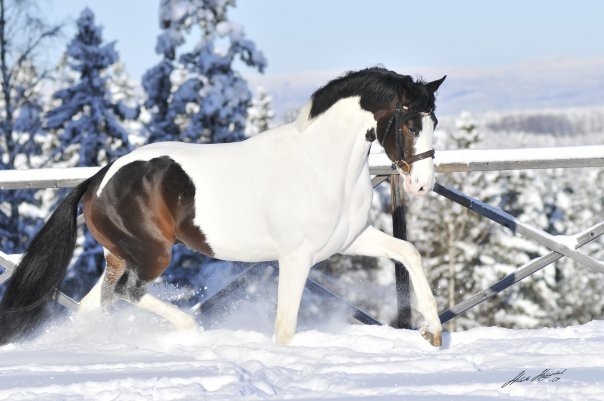 Yeguas Other Breeds - Vendo yegua Barockpinto