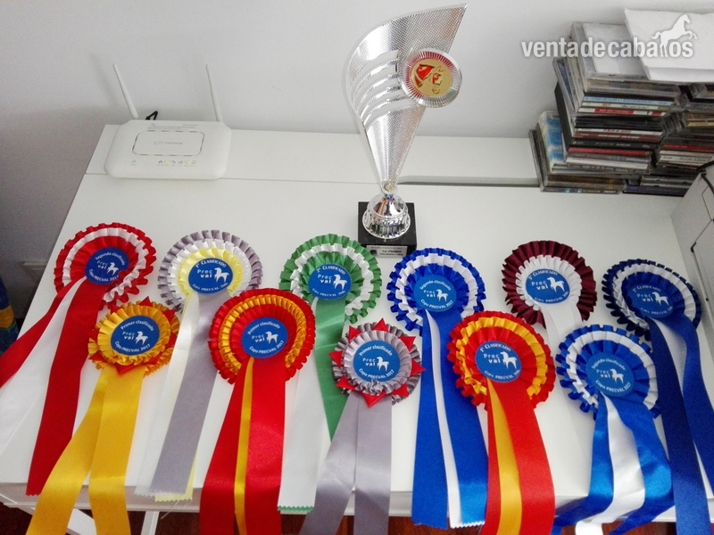 Caballo de Deporte Español (CDE)