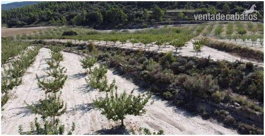 Terreno + Proyecto de centro hípico en La Sarga (Xixona, Alicante) - Finca ecuestre in Jijona, Alicante