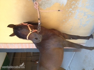 Caballos Pura Raza Española (P.R.E.) Pura Raza Española - cria y doma el padron