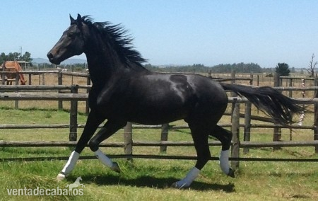 CABALLOS de SALTO Y DOMA KWPN 4 Anos - 174 Cm in 