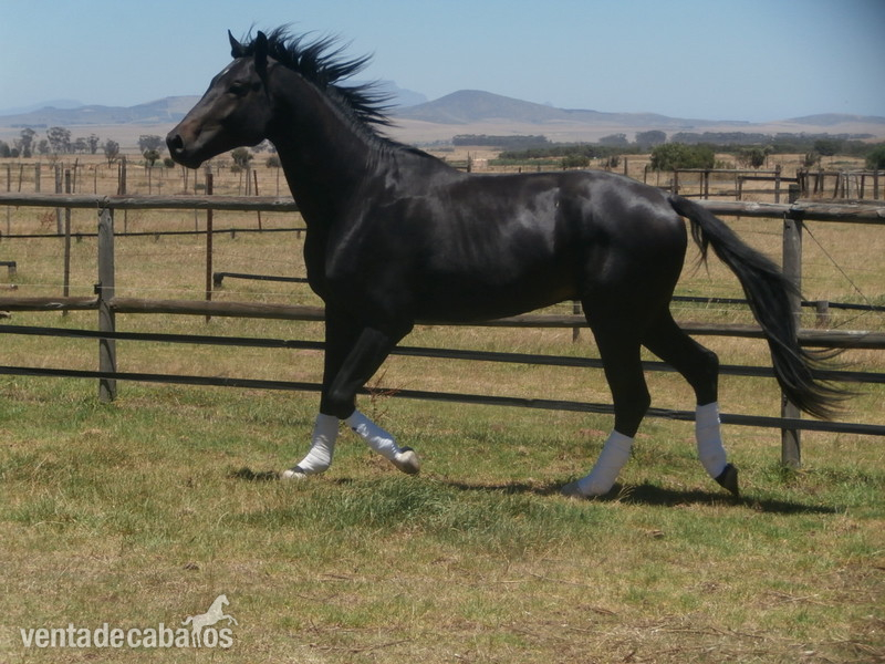 Caballos Capados KWPN - CABALLOS de SALTO Y DOMA KWPN 4 Anos - 174 Cm