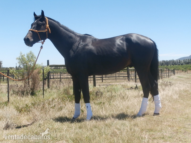 CABALLOS de SALTO Y DOMA KWPN 4 Anos - 174 Cm - Caballos Capados KWPN
