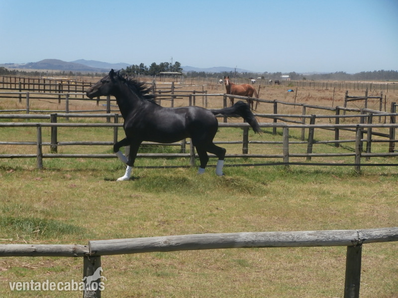 CABALLOS de SALTO Y DOMA KWPN 4 Anos - 174 Cm - KWPN