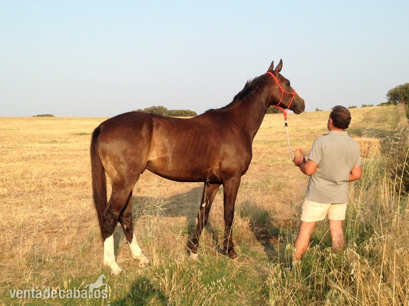 CABALLOS de SALTO Y DOMA KWPN 4 Anos - 174 Cm