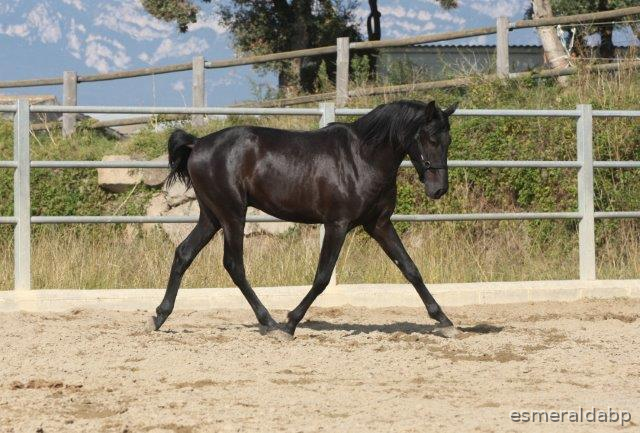  P.R.E. POTRO 3 AÑOS NEGRO EN VENTA