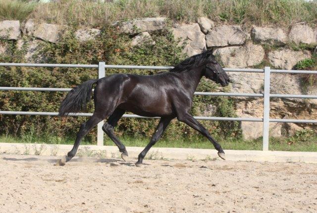P.R.E. POTRO 3 AÑOS NEGRO EN VENTA - Caballos Pura Raza Española (P.R.E.) in 