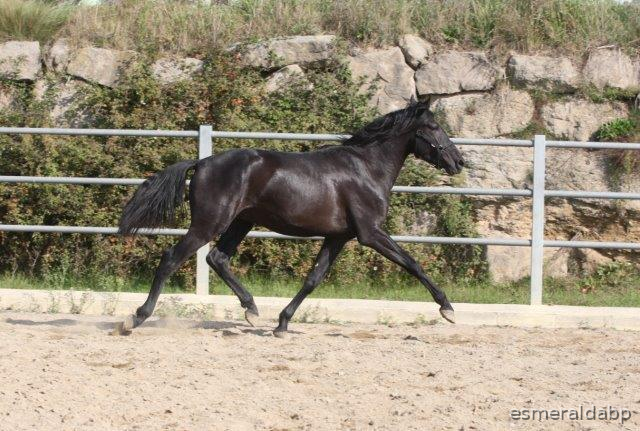 P.R.E. POTRO 3 AÑOS NEGRO EN VENTA - Caballos Pura Raza Española (P.R.E.) in 