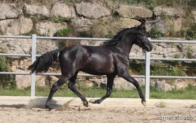 P.R.E. POTRO 3 AÑOS NEGRO EN VENTA - Caballos Pura Raza Española (P.R.E.)