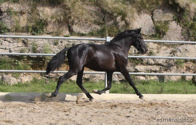 P.R.E. POTRO 3 AÑOS NEGRO EN VENTA in 