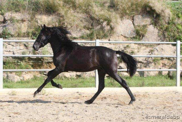 Caballos Pura Raza Española (P.R.E.) Pura Raza Española - P.R.E. POTRO 3 AÑOS NEGRO EN VENTA