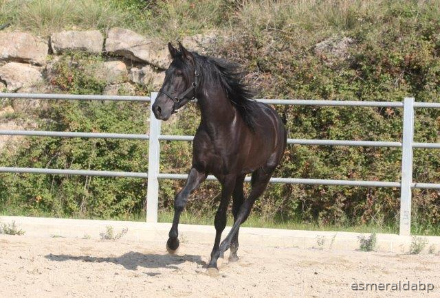 P.R.E. POTRO 3 AÑOS NEGRO EN VENTA - Caballos Pura Raza Española (P.R.E.) Pura Raza Española