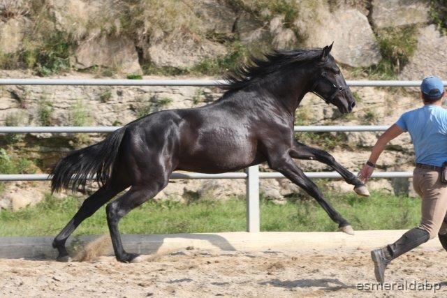 P.R.E. POTRO 3 AÑOS NEGRO EN VENTA - Pura Raza Española