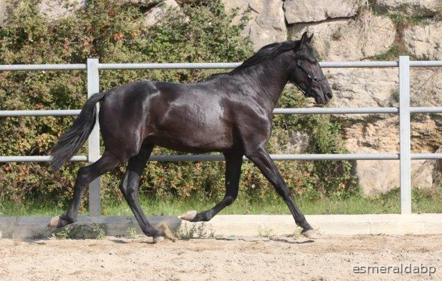 P.R.E. POTRO 3 AÑOS NEGRO EN VENTA - Caballos Pura Raza Española (P.R.E.)