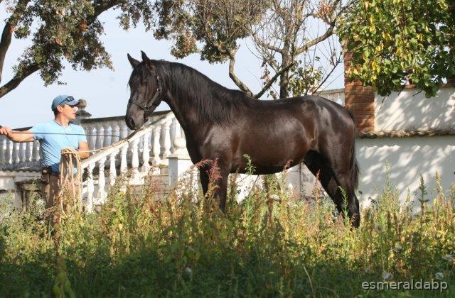 P.R.E. POTRO 3 AÑOS NEGRO EN VENTA