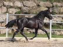 P.R.E. POTRO 3 AÑOS NEGRO EN VENTA