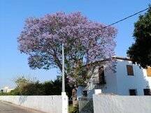 Exclusivo chalet de 400m2 en DENIA con 11.000m2 de parcela