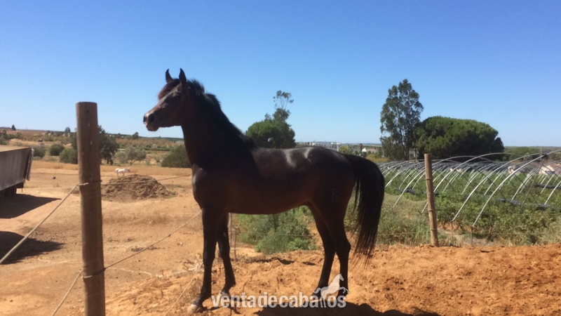 Burros Pura raza arabe  - Pura sangre arabe 